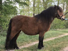 Klik voor een grotere foto van Lelicha v. Stal de Borgelaar